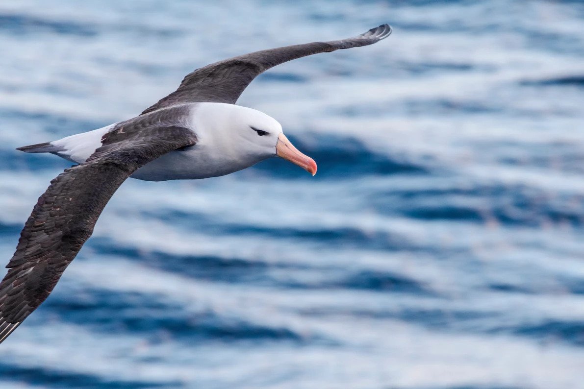 Helping protect albatross from Plastic Pollution in our Oceans